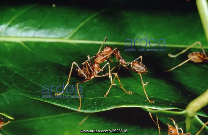 : Weaver / Tree Ant : Weaver / Tree Ant
