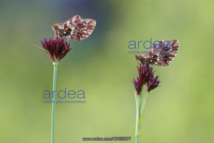 : Weaver's Fritillary : Weaver's Fritillary
