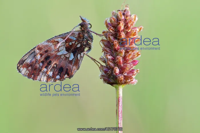 : Weaver's Fritillary : Weaver's Fritillary