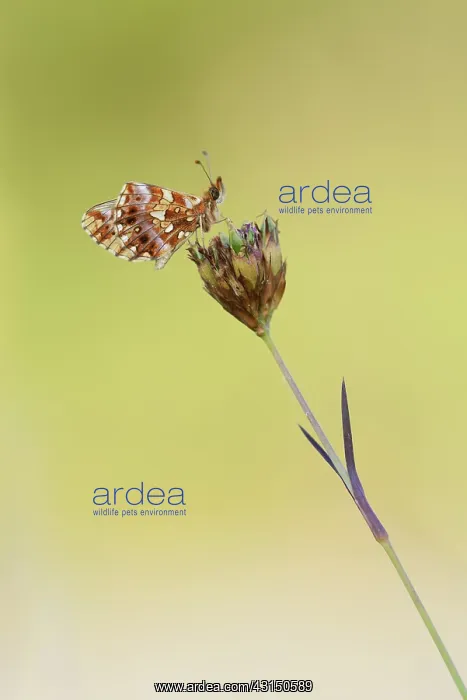 : Weaver's Fritillary (Boloria dia) resting on a flower : Weaver's Fritillary (Boloria dia) resting on a flower