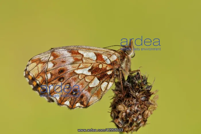 : Weavers fritillary (Boloria dia) resting on unknown : Weavers fritillary (Boloria dia) resting on unknown