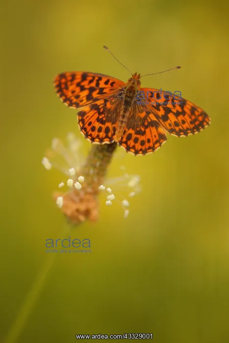 : Weaver's fritillary (Clossiana dia) on an ear of : Weaver's fritillary (Clossiana dia) on an ear of