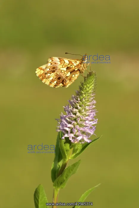 : Weaver's fritillary - Underside, resting on flower head : Weaver's fritillary - Underside, resting on flower head