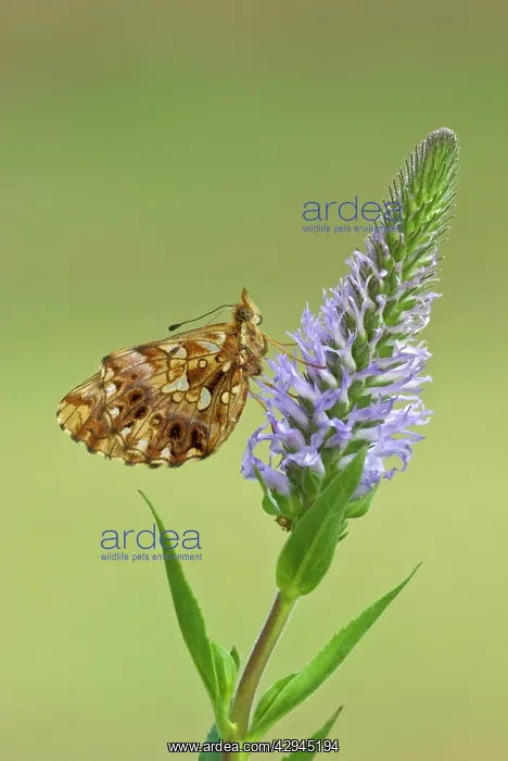 : Weaver's fritillary - Underside, on flower head : Weaver's fritillary - Underside, on flower head