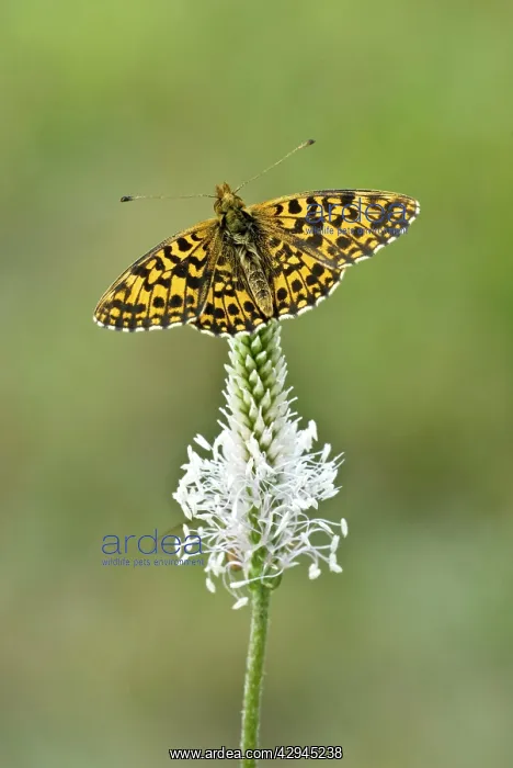  : Weaver's fritillary - Upperside, resting on plantain