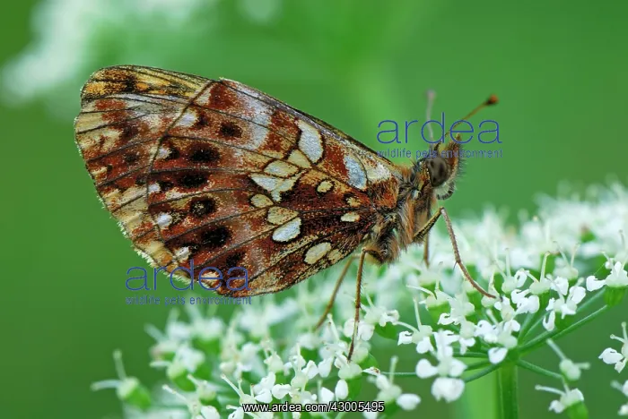 : Weaver's Fritillary Violet Fritillary : Weaver's Fritillary Violet Fritillary
