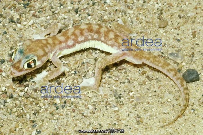 : Web-footed Gecko : Web-footed Gecko
