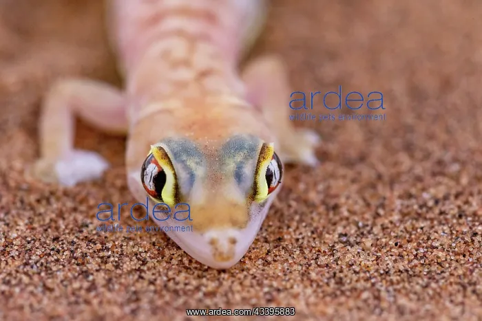  : WEB FOOTED GECKO