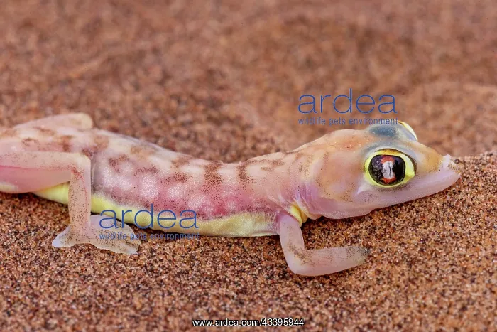 : WEB FOOTED GECKO : WEB FOOTED GECKO