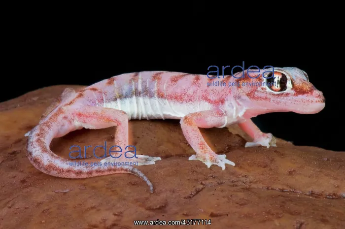 : Web-footed gecko (Pachydactylus rangei), Namibia : Web-footed gecko (Pachydactylus rangei), Namibia