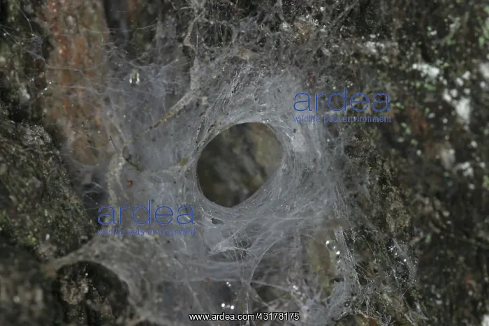 : Web of a funnel-web spider : Web of a funnel-web spider