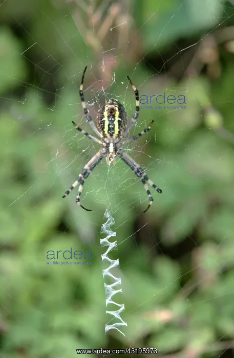 : Web of the wasp spider (Argiope bruennichi) with : Web of the wasp spider (Argiope bruennichi) with