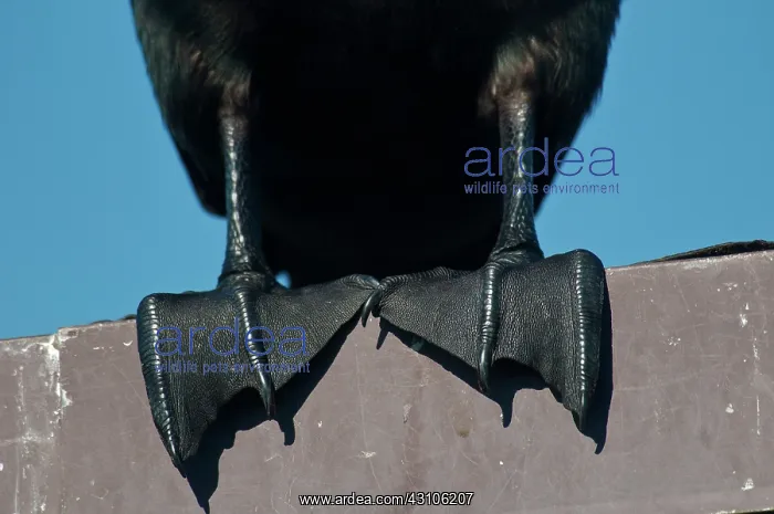 : Webbed Feet of a Cormorant : Webbed Feet of a Cormorant