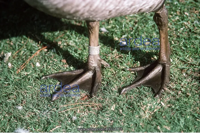 : Webbed feet of Hawaiian Goose - Shows abbreviated webs : Webbed feet of Hawaiian Goose - Shows abbreviated webs