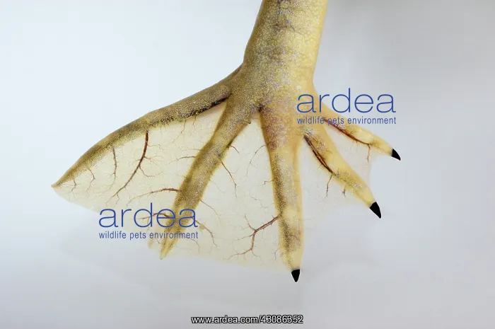 : Webbed foot of a clawed frog (Silurana sp.) : Webbed foot of a clawed frog (Silurana sp.)