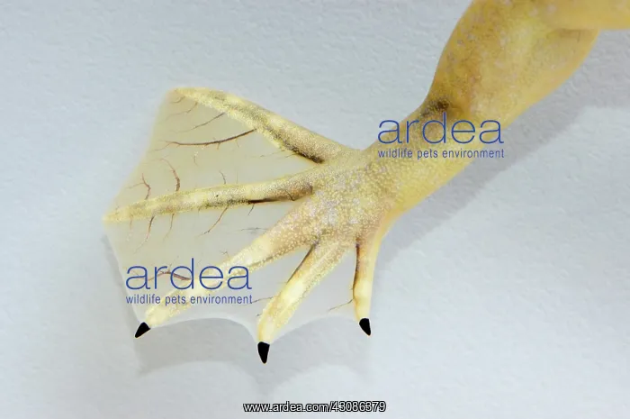 : Webbed foot of a clawed frog (Silurana sp.) : Webbed foot of a clawed frog (Silurana sp.)
