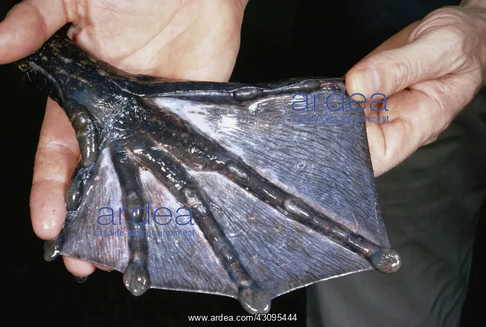 : Webbed toes of a Goliath Frog : Webbed toes of a Goliath Frog