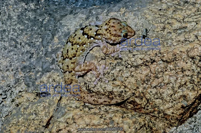 : Webber's Gecko (Pachydactylus weberi) : Webber's Gecko (Pachydactylus weberi)