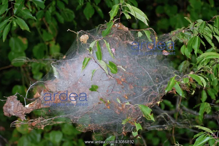 : Webworm Silk Web : Webworm Silk Web