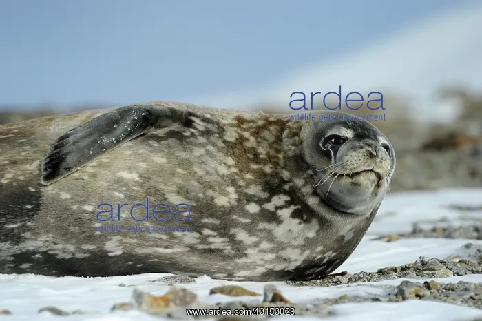 : Weddel Seal : Weddel Seal