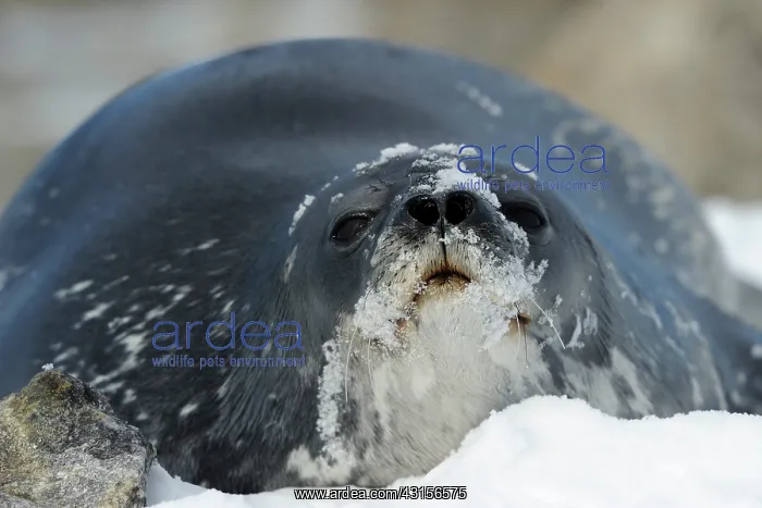 : Weddel Seal : Weddel Seal