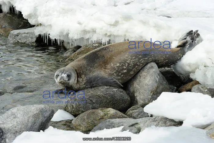 : Weddel Seal : Weddel Seal