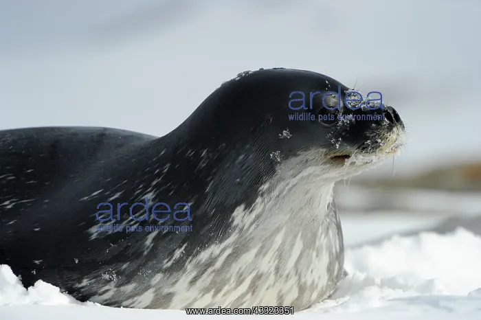 : Weddel Seal : Weddel Seal