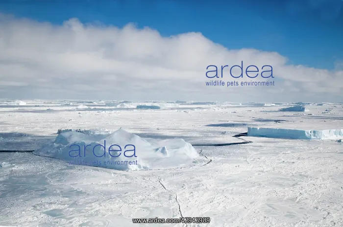 : Weddell Sea with Icebergs frozen from last summer : Weddell Sea with Icebergs frozen from last summer
