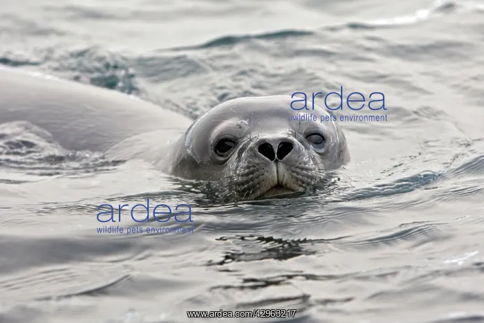 : Weddell Seal : Weddell Seal
