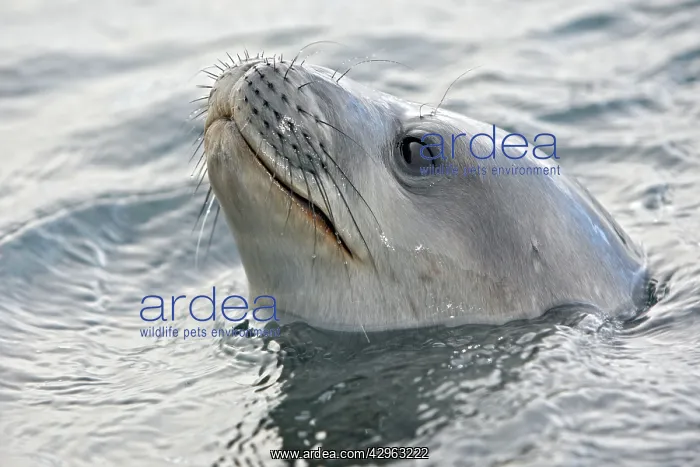 : Weddell Seal : Weddell Seal