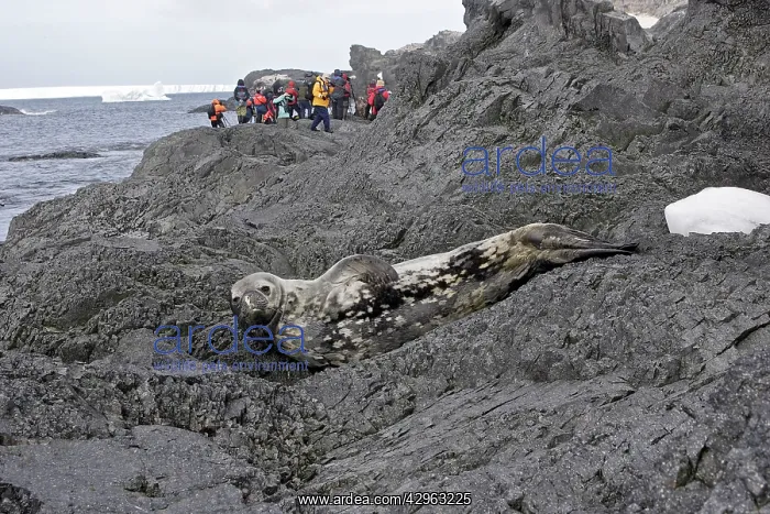 : Weddell Seal : Weddell Seal