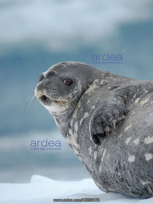 : Weddell seal on ice floe in the Cierva Cove, Antarctic : Weddell seal on ice floe in the Cierva Cove, Antarctic