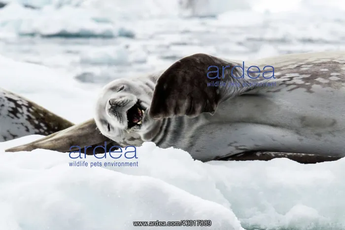 : Weddell Seal laughing : Weddell Seal laughing