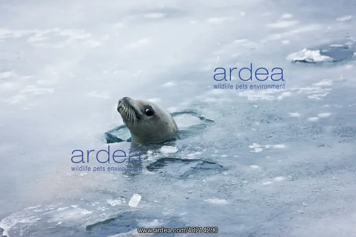: Weddell Seal (Leptonychotes weddellii) in : Weddell Seal (Leptonychotes weddellii) in