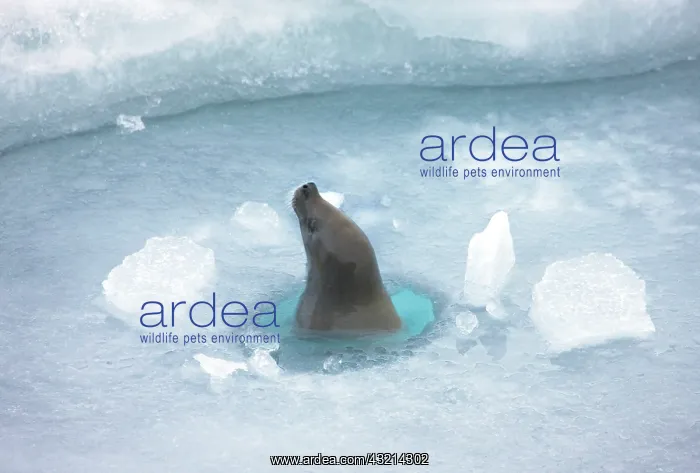 : Weddell Seal (Leptonychotes weddellii) in : Weddell Seal (Leptonychotes weddellii) in