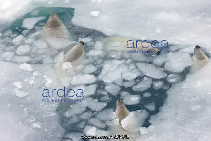 : Weddell Seal (Leptonychotes weddellii) in : Weddell Seal (Leptonychotes weddellii) in