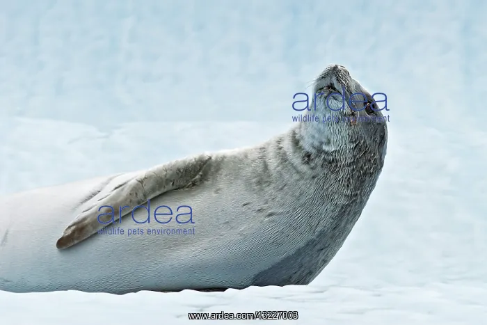 : Weddell seal (Leptonychotes weddellii). Antarctic : Weddell seal (Leptonychotes weddellii). Antarctic