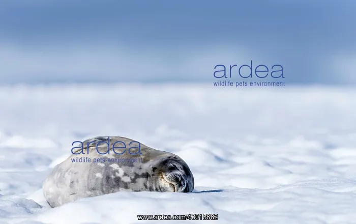  : Weddell Seal lying on ice
