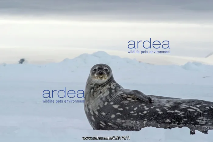  : Weddell Seal lying on ice
