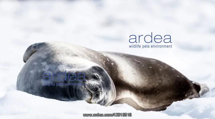  : Weddell Seal lying on ice