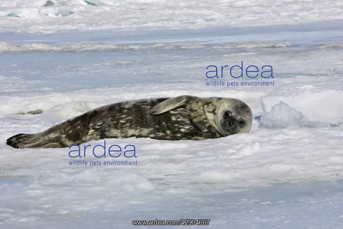 : Weddell seal - pup on ice : Weddell seal - pup on ice