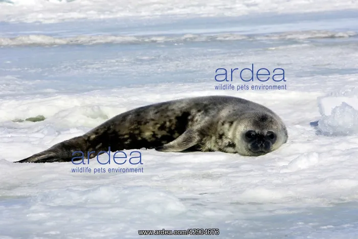 : Weddell seal - pup on ice : Weddell seal - pup on ice