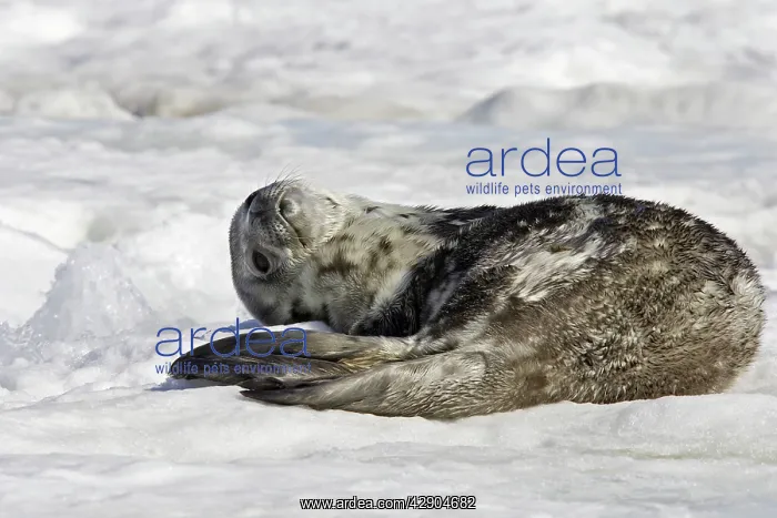 : Weddell seal - pup on ice : Weddell seal - pup on ice