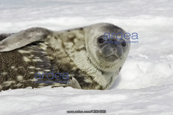 : Weddell seal - pup on ice : Weddell seal - pup on ice