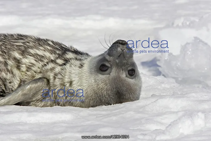 : Weddell seal - pup on ice : Weddell seal - pup on ice