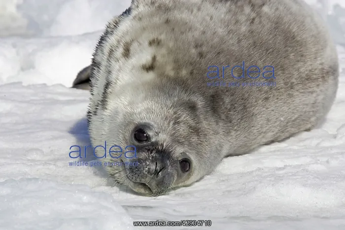 : Weddell seal - pup on ice : Weddell seal - pup on ice