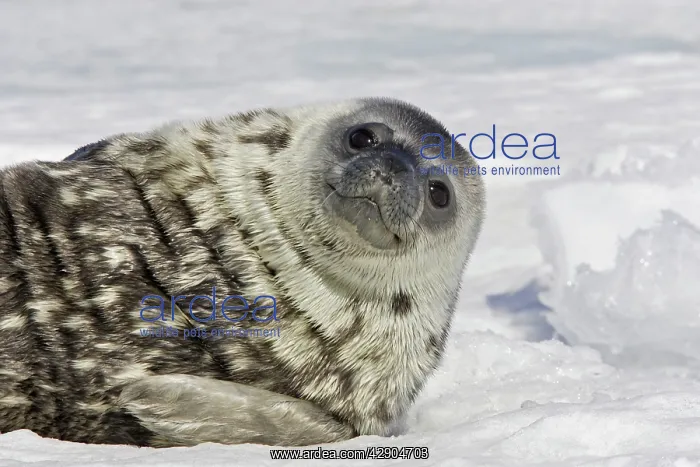 : Weddell seal - pup on ice smiling : Weddell seal - pup on ice smiling