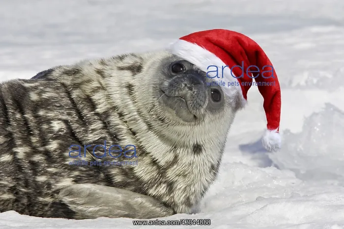 : Weddell seal - pup on ice smiling wearing Christmas hat : Weddell seal - pup on ice smiling wearing Christmas hat