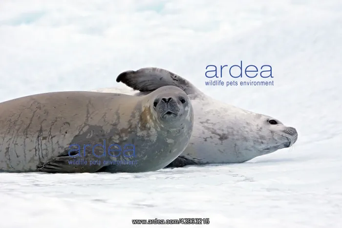 : Weddell Seal - resting on a iceberg : Weddell Seal - resting on a iceberg