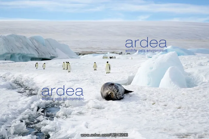 : Weddell Seal - On sea ice with Emperor Penguins : Weddell Seal - On sea ice with Emperor Penguins